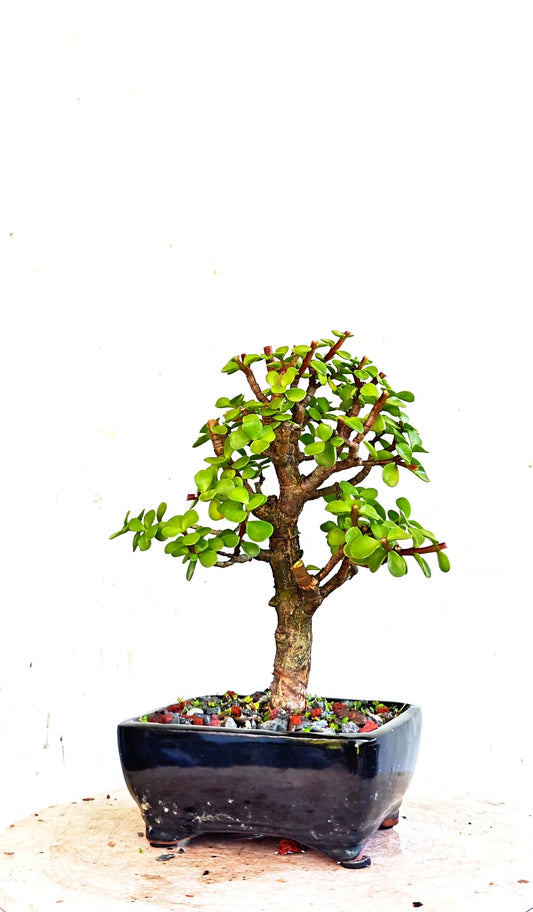 Dwarf Jade  - 5 Inch Glazed Bonsai Pot