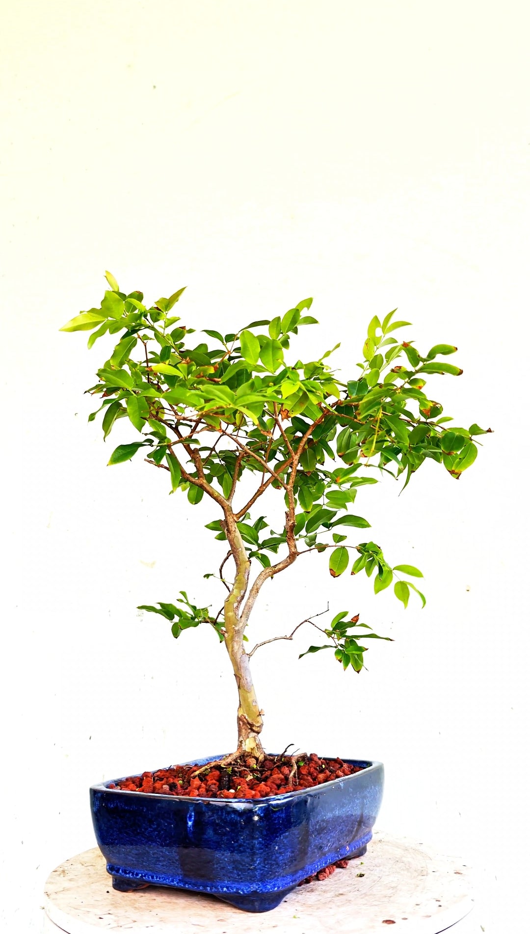 Jaboticaba - 8 Inch Glazed Bonsai Pot