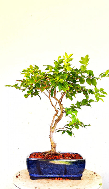Jaboticaba - 8 Inch Glazed Bonsai Pot