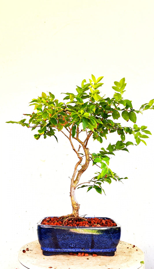 Jaboticaba - 8 Inch Glazed Bonsai Pot