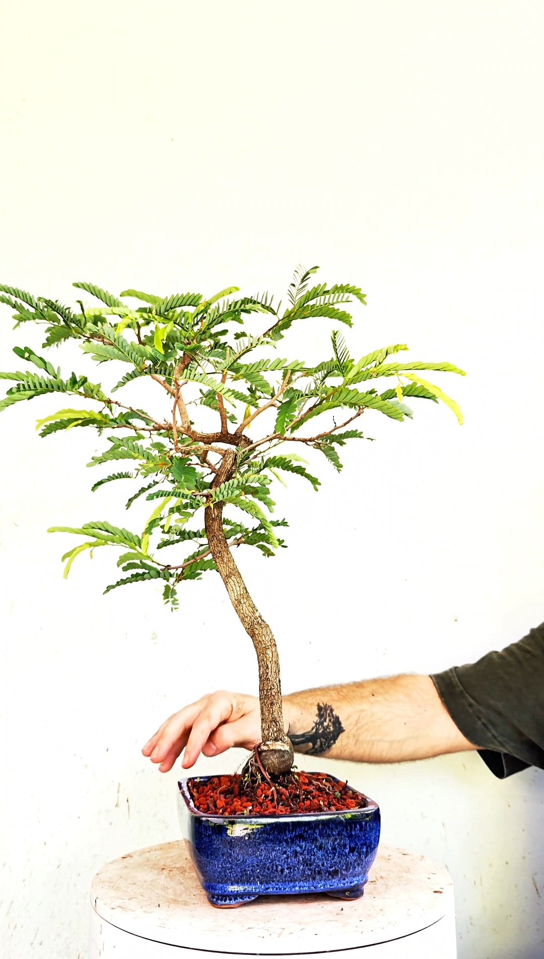 Tamarind Specimen Bonsai - 8 Inch Glazed Bonsai Pot
