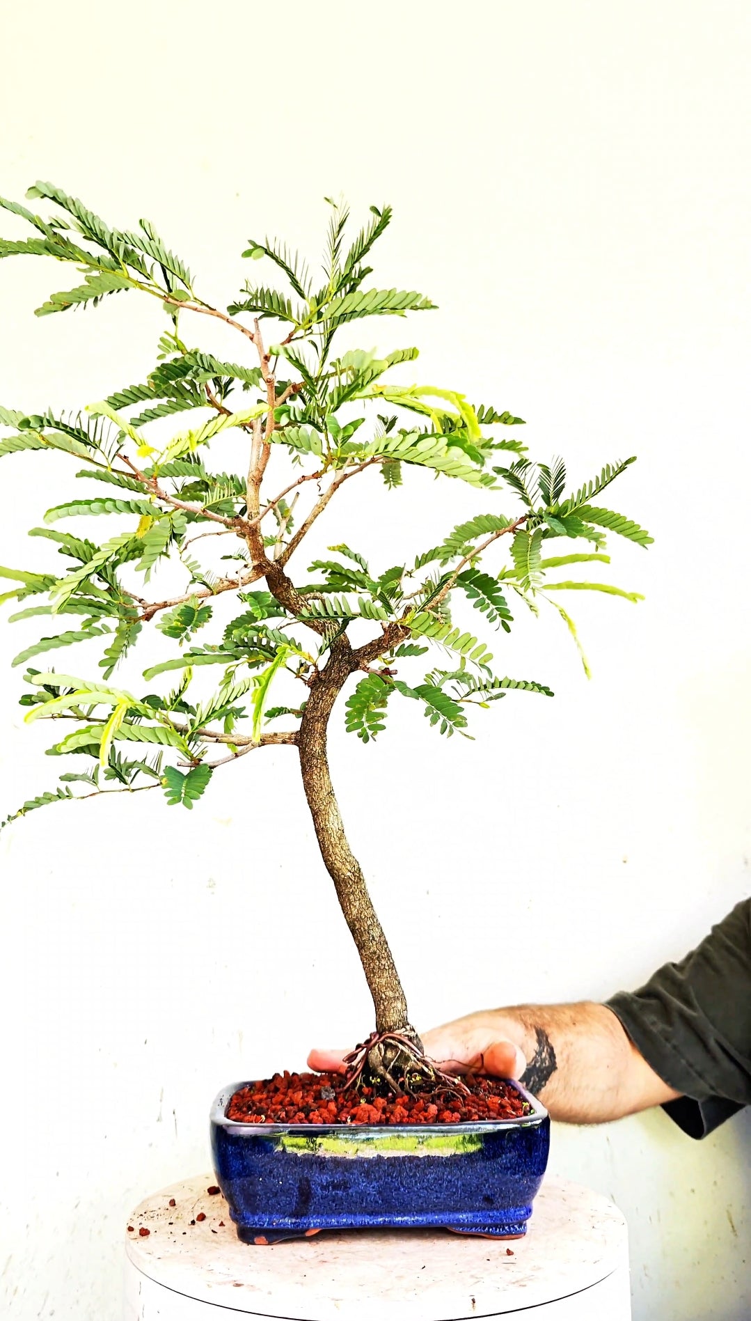 Tamarind Specimen Bonsai - 8 Inch Glazed Bonsai Pot