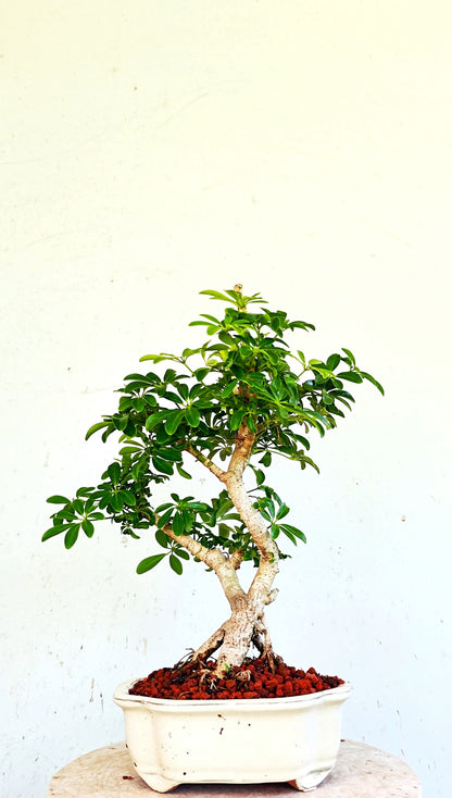 Dwarf Umbrella/Schefflera Bonsai - 6 inch glazed pot
