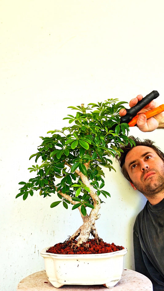 Dwarf Umbrella/Schefflera Bonsai - 6 inch glazed pot