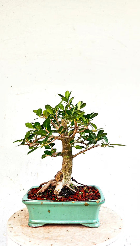 Green Island Ficus Specimen - 6 inch Glazed Rectangle