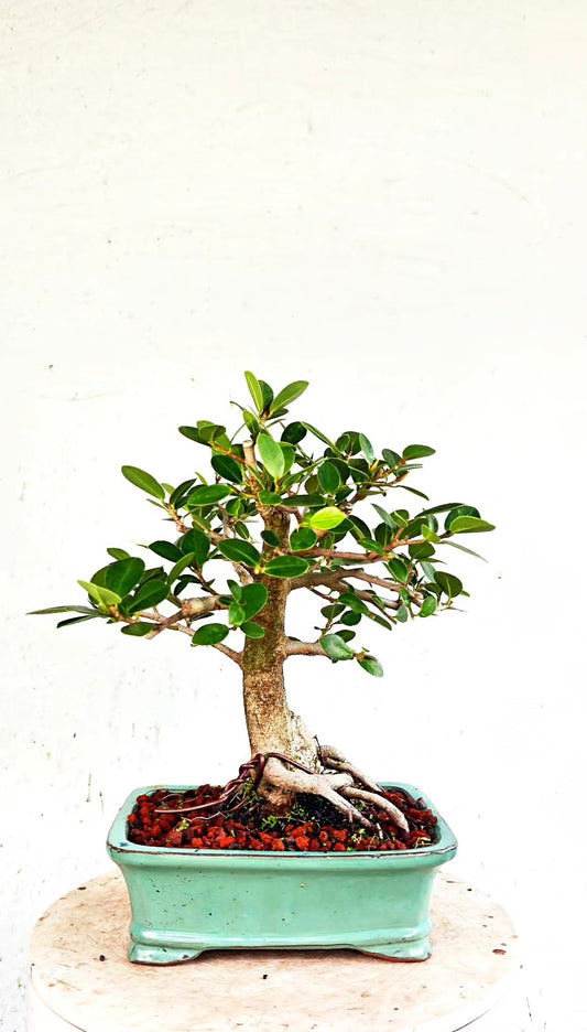 Green Island Ficus Specimen - 6 inch Glazed Rectangle