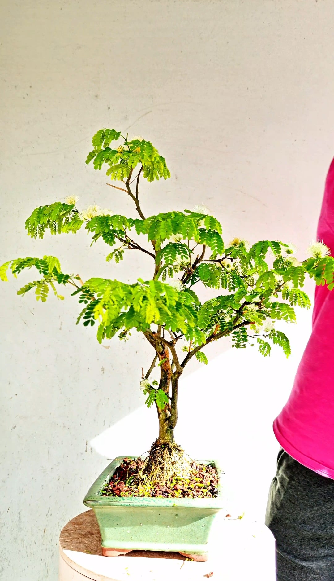 Thornless Flowering Brazilian Rain Tree - 8 Inch Glazed Bonsai Pot
