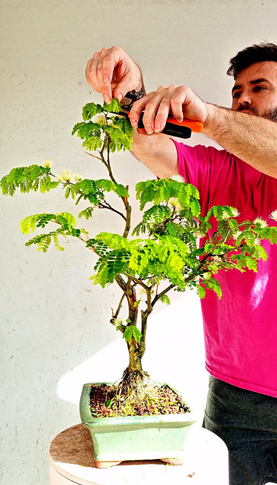 Thornless Flowering Brazilian Rain Tree - 8 Inch Glazed Bonsai Pot