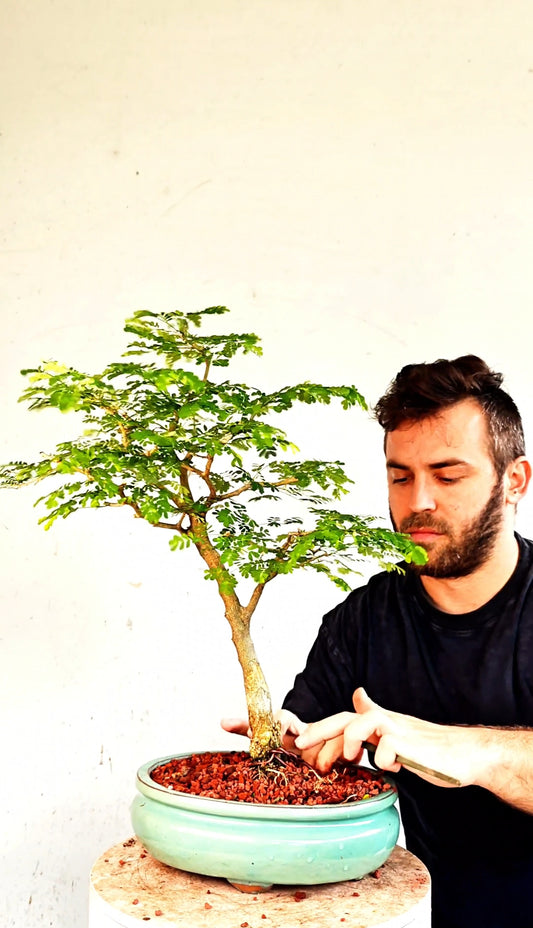 Thorny Brazilian Rain Tree Specimen - 8 Inch Glazed Pot