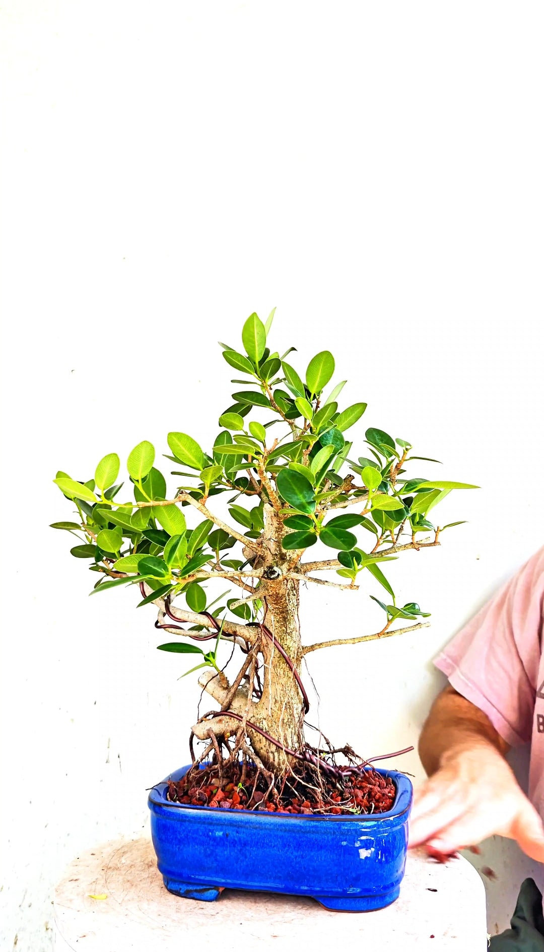 Green Island Ficus - 8 inch Glazed Rectangle