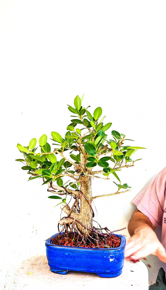 Green Island Ficus - 8 inch Glazed Rectangle