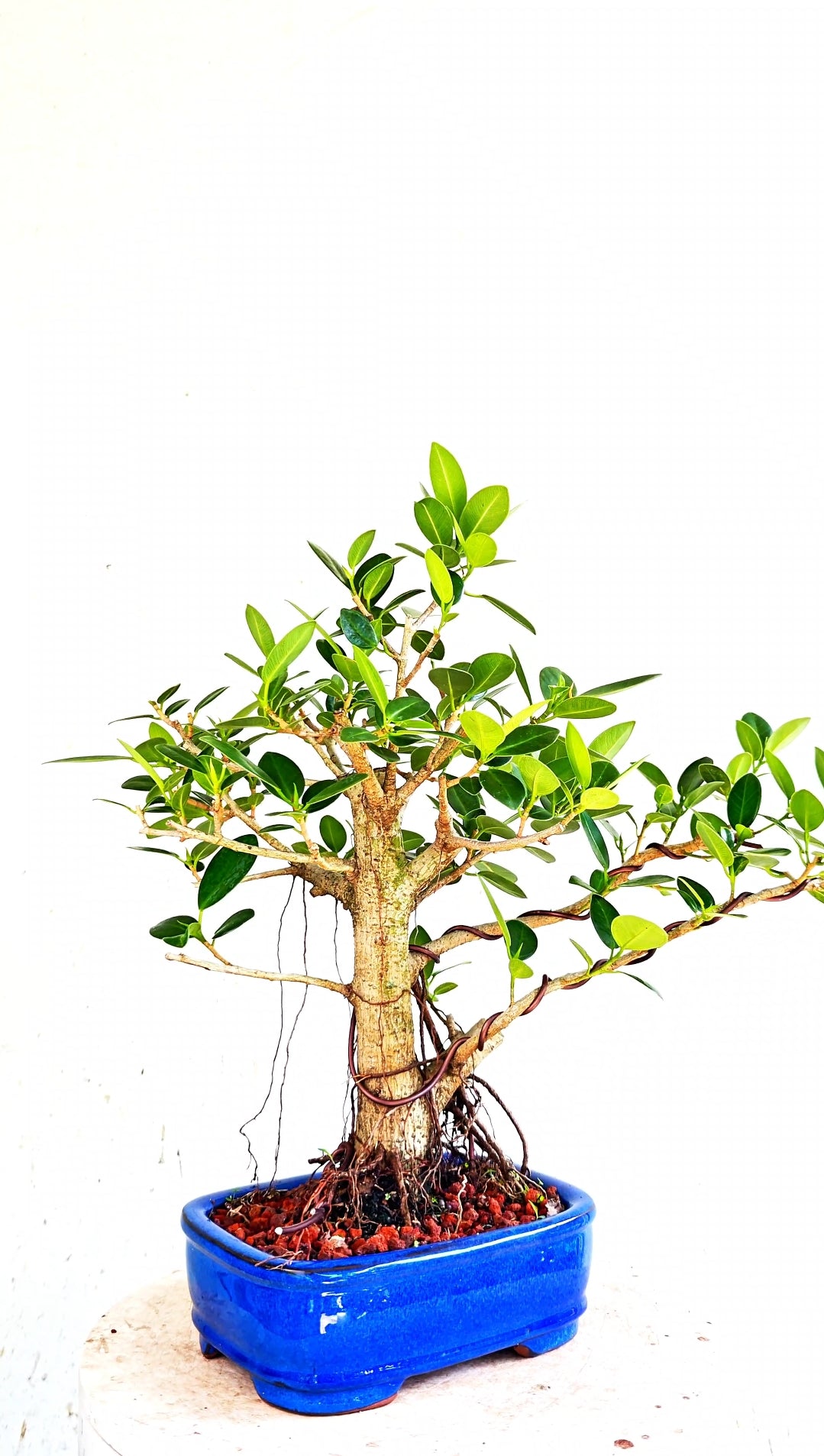 Green Island Ficus - 8 inch Glazed Rectangle