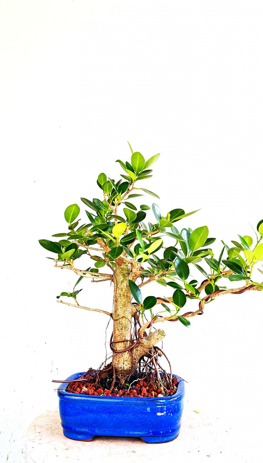 Green Island Ficus - 8 inch Glazed Rectangle
