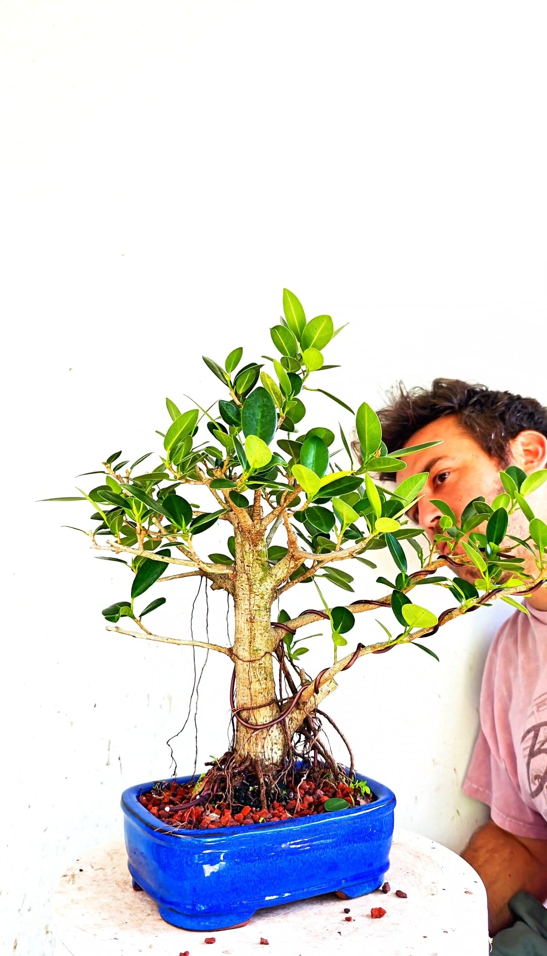 Green Island Ficus - 8 inch Glazed Rectangle