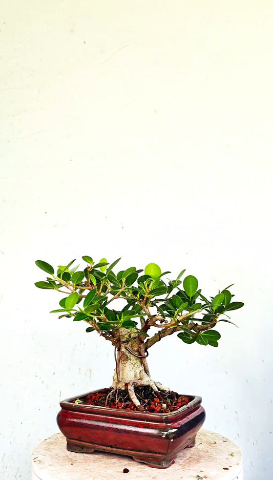 Green Island Ficus - 8 inch Glazed Rectangle