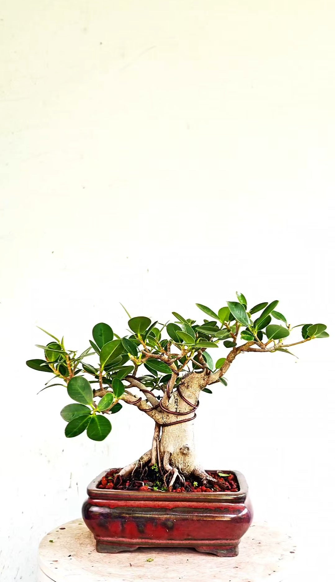 Green Island Ficus - 8 inch Glazed Rectangle