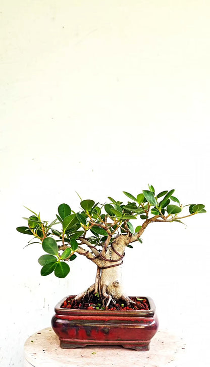Green Island Ficus - 8 inch Glazed Rectangle