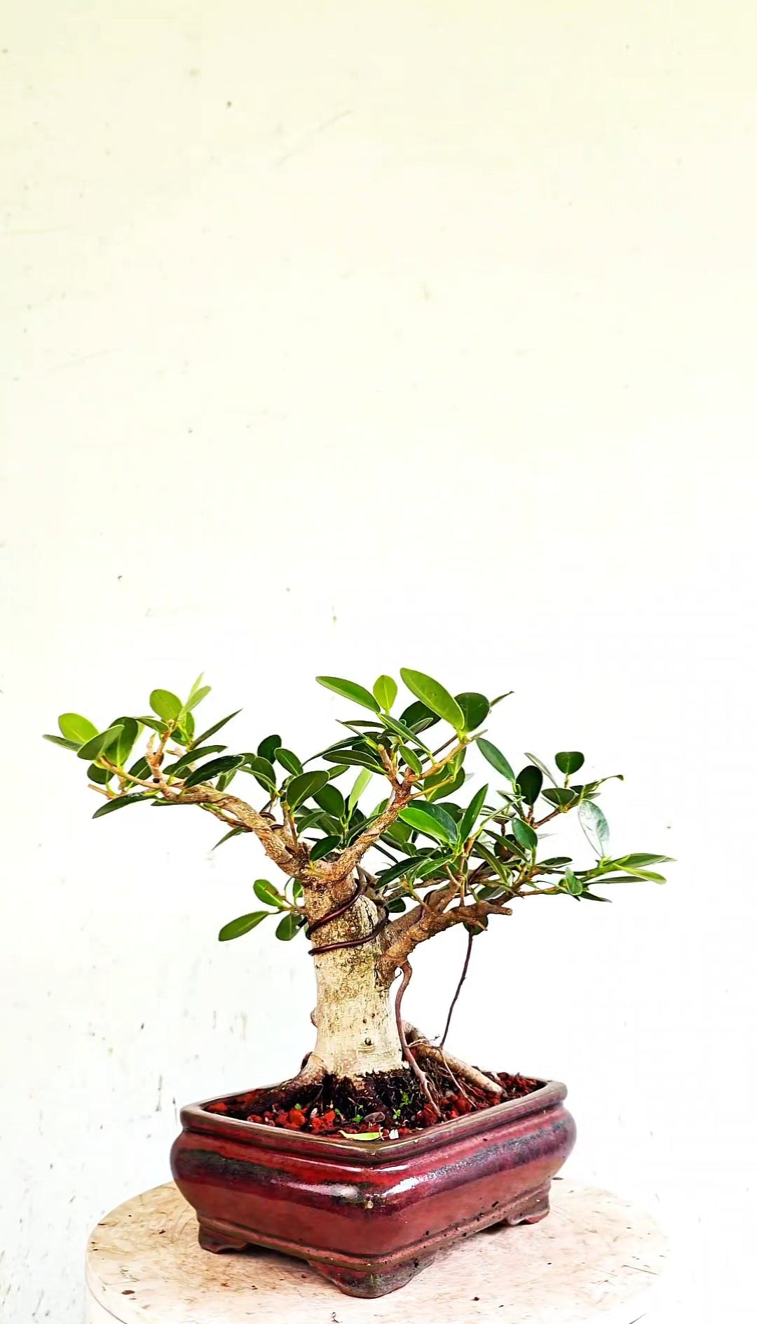 Green Island Ficus - 8 inch Glazed Rectangle