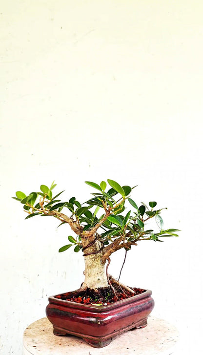 Green Island Ficus - 8 inch Glazed Rectangle