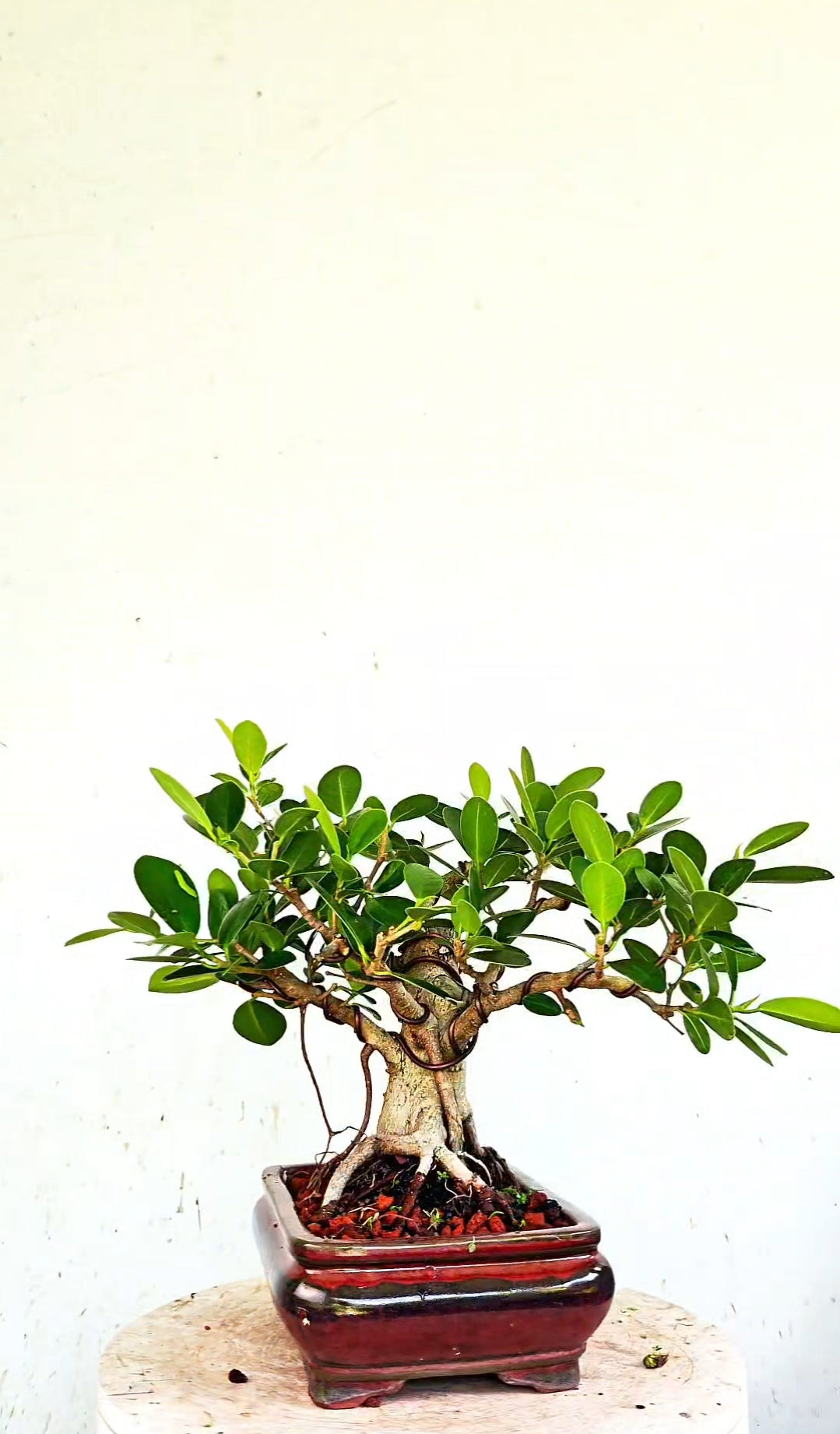 Green Island Ficus - 8 inch Glazed Rectangle