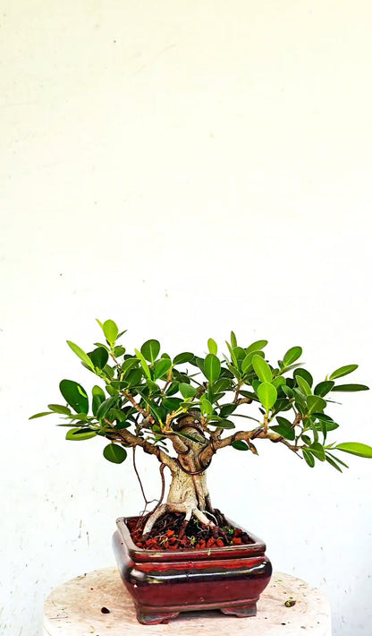 Green Island Ficus - 8 inch Glazed Rectangle