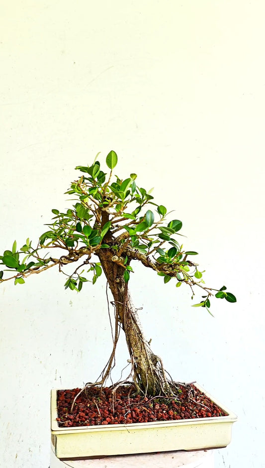 Green Island Ficus Specimen - 12 inch Shallow Glazed Rectangle
