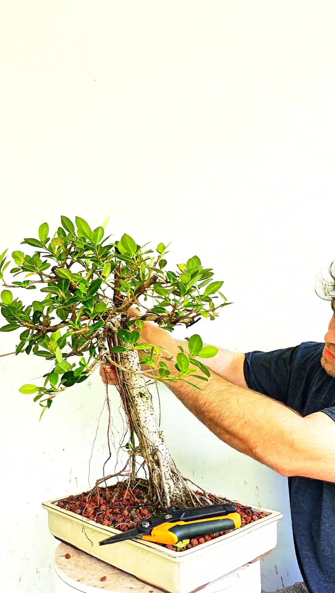 Green Island Ficus Specimen - 12 inch Shallow Glazed Rectangle