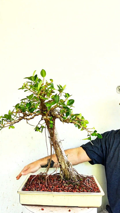 Green Island Ficus Specimen - 12 inch Shallow Glazed Rectangle