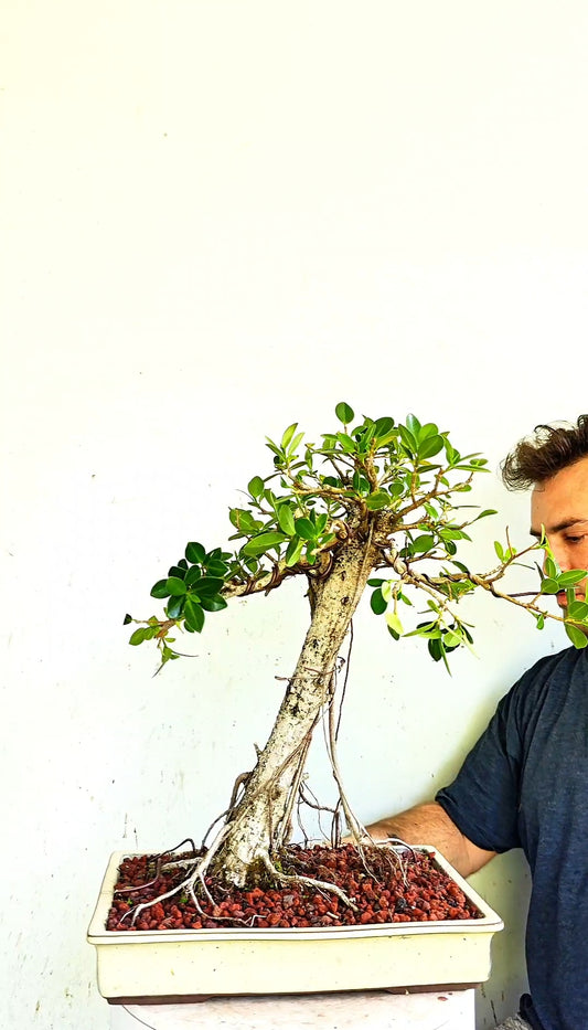 Green Island Ficus Specimen - 12 inch Shallow Glazed Rectangle