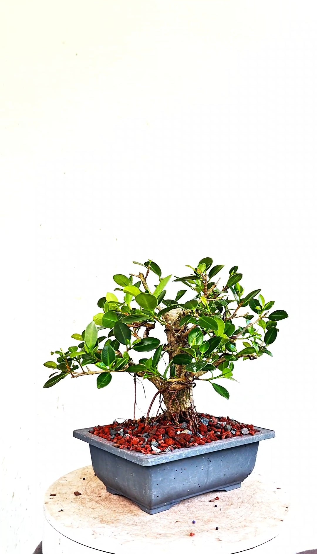 Green Island Ficus - 8 inch Plastic Rectangle