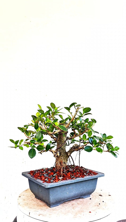 Green Island Ficus - 8 inch Plastic Rectangle