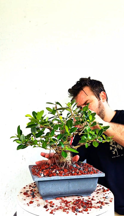 Green Island Ficus - 8 inch Plastic Rectangle