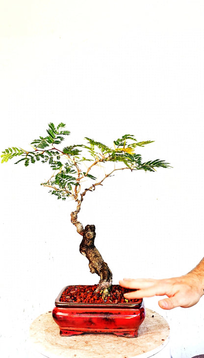 Bullhorn Acacia Specimen - 8 Inch Glazed Rectangle
