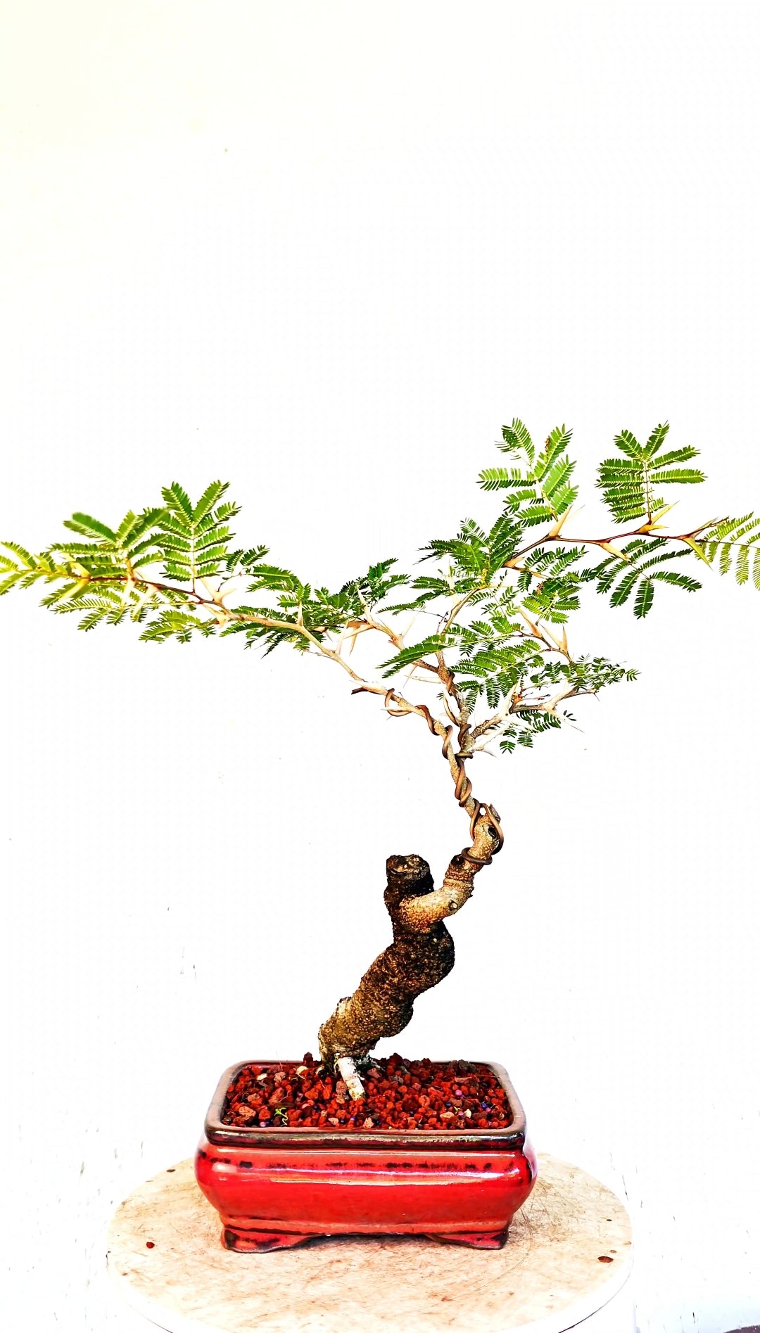 Bullhorn Acacia Specimen - 8 Inch Glazed Rectangle