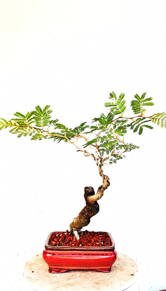 Bullhorn Acacia Specimen - 8 Inch Glazed Rectangle