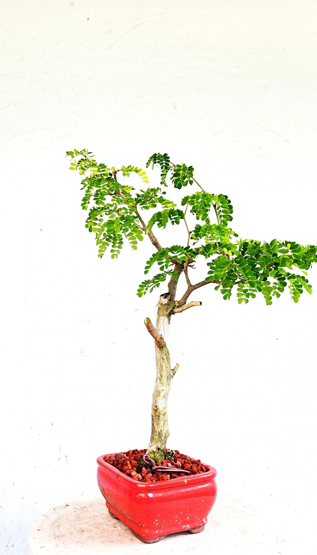 Thornless Flowering Brazilian Rain Tree - 5 Inch Glazed Bonsai Pot