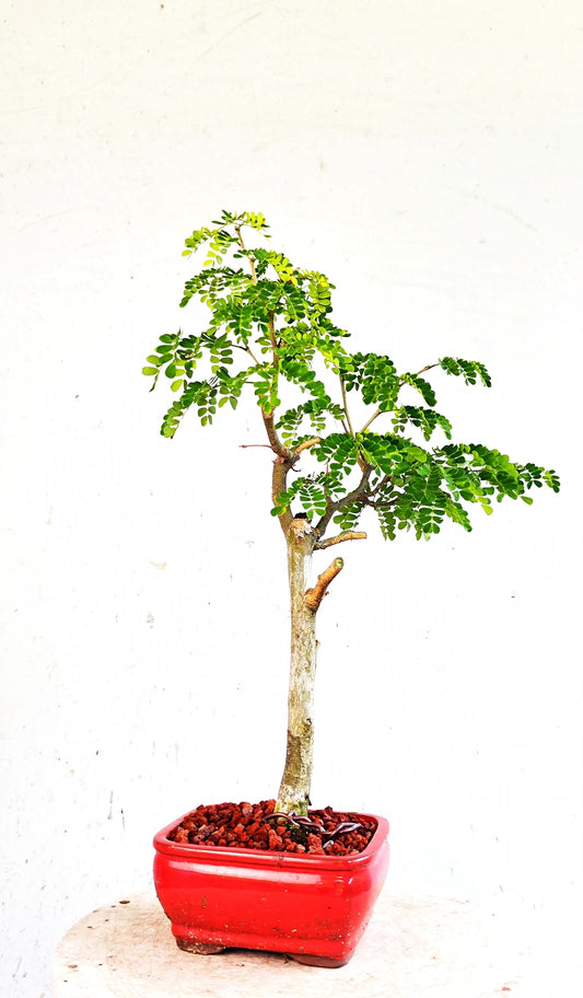 Thornless Flowering Brazilian Rain Tree - 5 Inch Glazed Bonsai Pot