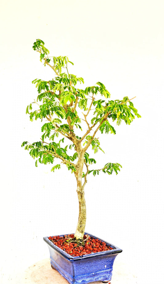 Thorny Brazilian Rain Tree Specimen - 8 Inch Glazed Pot