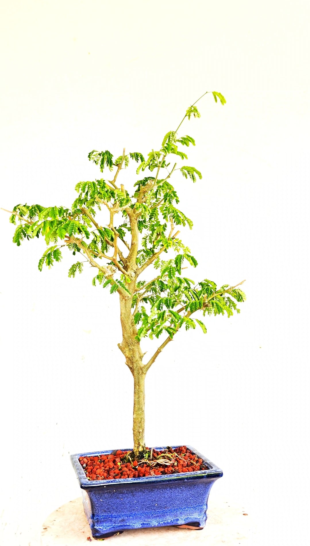 Thorny Brazilian Rain Tree Specimen - 8 Inch Glazed Pot