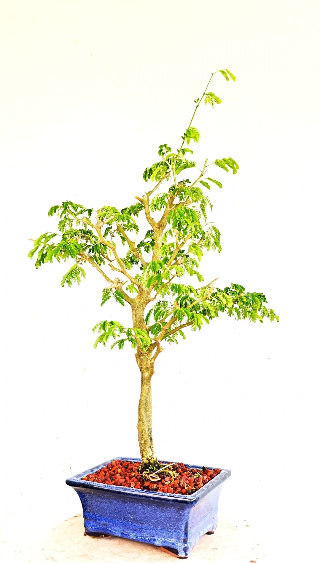 Thorny Brazilian Rain Tree Specimen - 8 Inch Glazed Pot