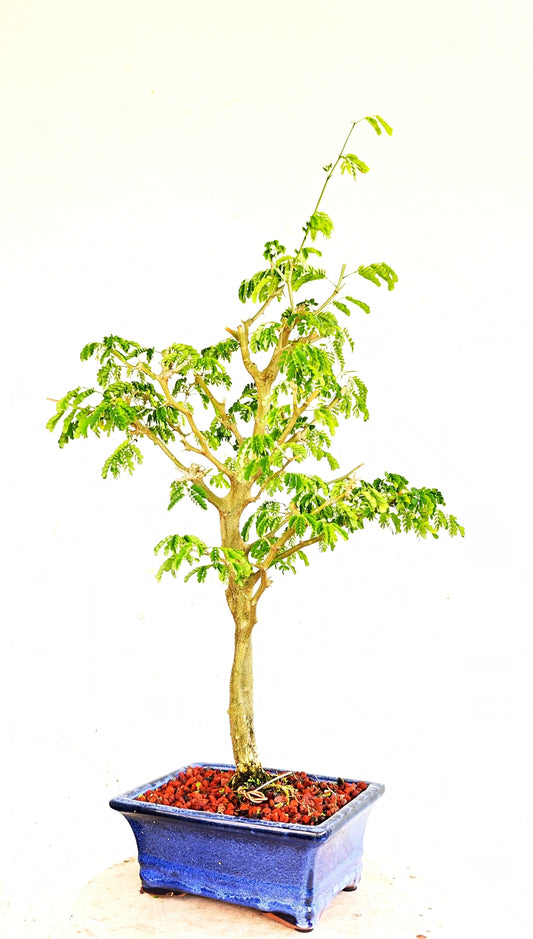 Thorny Brazilian Rain Tree Specimen - 8 Inch Glazed Pot