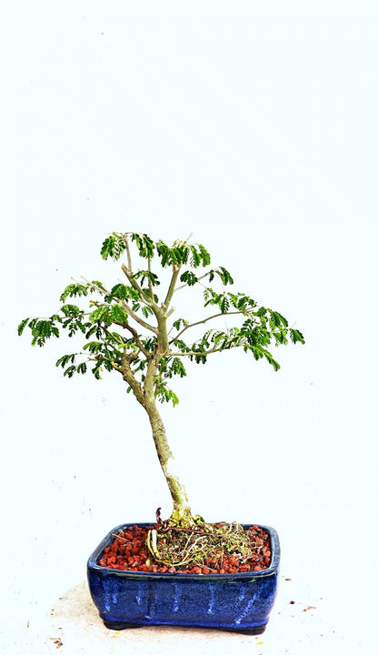 Thorny Brazilian Rain Tree - 8 Inch Glazed Pot