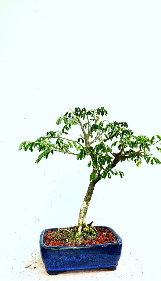 Thorny Brazilian Rain Tree - 8 Inch Glazed Pot