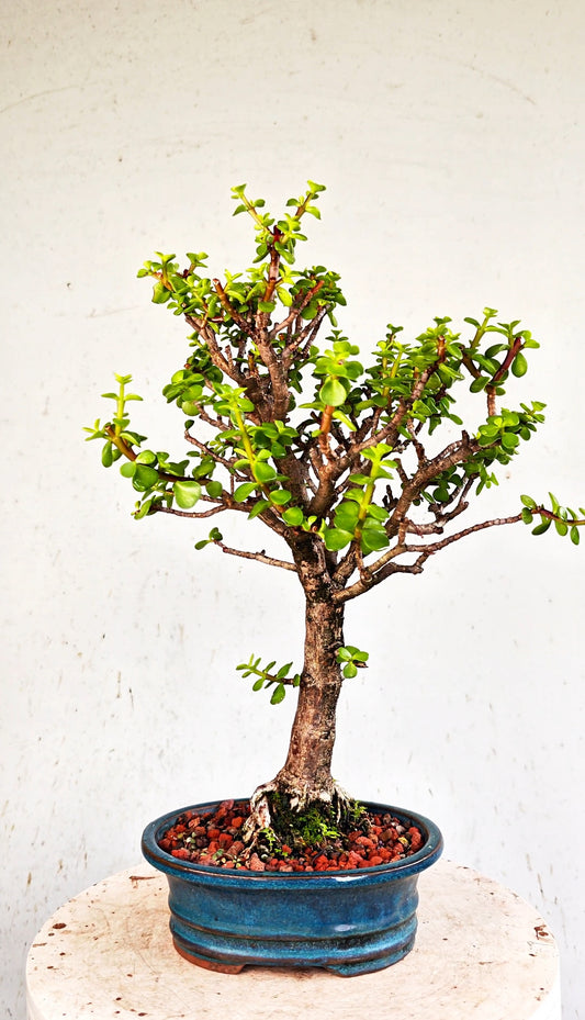 Dwarf Jade  - 8 Inch Glazed Bonsai Pot