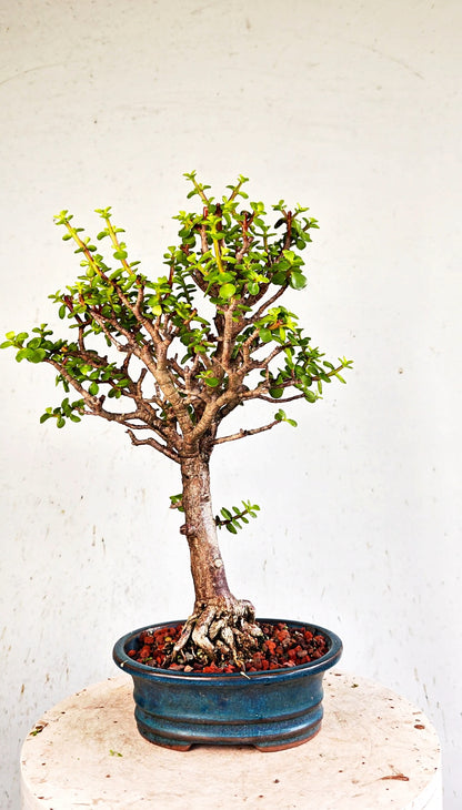 Dwarf Jade  - 8 Inch Glazed Bonsai Pot