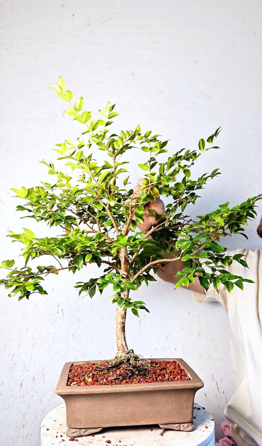 Jaboticaba - 10 Inch Unlazed Bonsai Pot