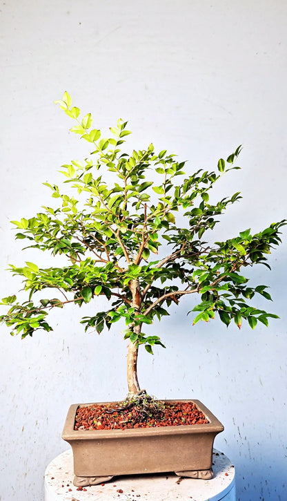 Jaboticaba - 10 Inch Unlazed Bonsai Pot