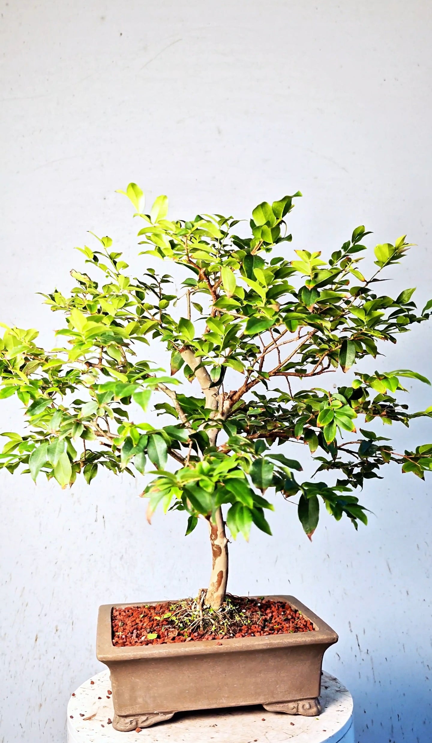 Jaboticaba - 10 Inch Unlazed Bonsai Pot