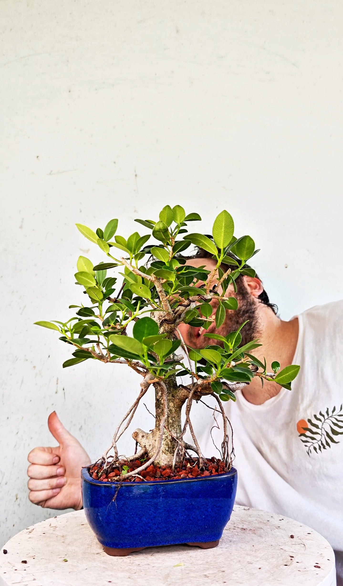 Green Island Ficus - 6 inch Glazed Rectangle