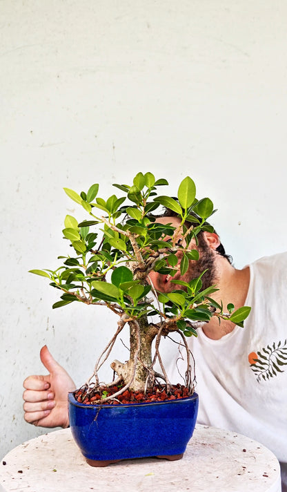 Green Island Ficus - 6 inch Glazed Rectangle
